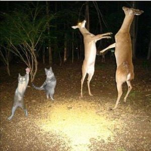 Meet your Posher, Kristine